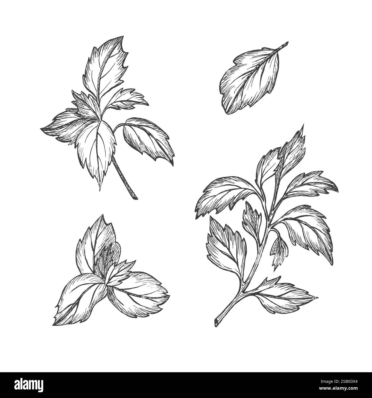 Ensemble de branches de feuilles de basilic. Illustration graphique. Vecteur. Nourriture végétarienne saine. Esquisse à l'encre isolée dessinée à la main. Verdure pour menu, emballage Illustration de Vecteur