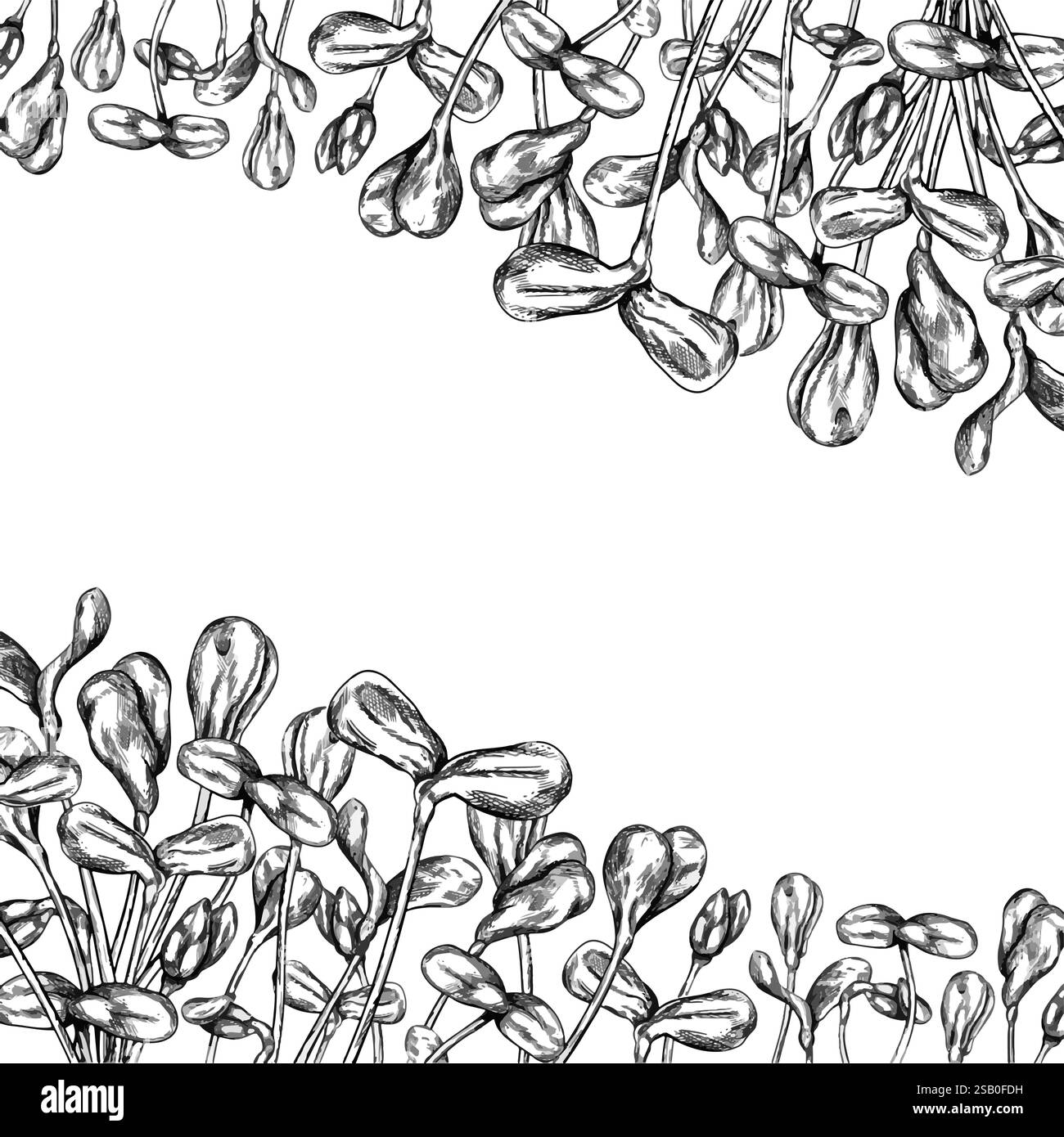 Une bordure vectorielle de micro verts de tournesol fermiers à l'encre noire graphiquement. EQUIPEMENT pour jardins, serres et fleuristes. Foo vert bio sain Illustration de Vecteur Une bordure vectorielle de micro verts de tournesol fermiers à l'encre noire graphiquement. EQUIPEMENT pour jardins, serres et fleuristes. Foo vert bio sain Illustration de Vecteur