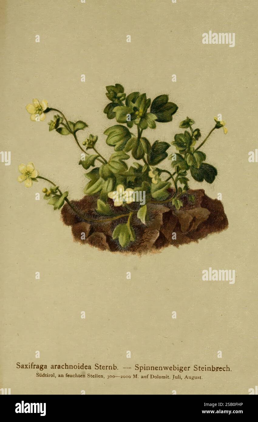 Atlas der Alpenflora, Wien, Alpenvereins, 1882, alpes, atlas, plantes de montagne, Une illustration botanique de Saxifraga arachnoidea, communément connue sous le nom de saxifrage d'araignée. La plante présente de petites fleurs jaunes délicates qui fleurissent parmi les feuilles vertes luxuriantes et arrondies. Il est représenté poussant dans une crevasse de terrain rocheux, mettant en valeur son habitat naturel dans des environnements humides à des altitudes plus élevées, tels que ceux trouvés dans les Dolomites pendant les mois d'été. L'illustration capture les détails complexes des feuilles et des fleurs, soulignant les caractéristiques uniques de la plante et son adaptation à Banque D'Images