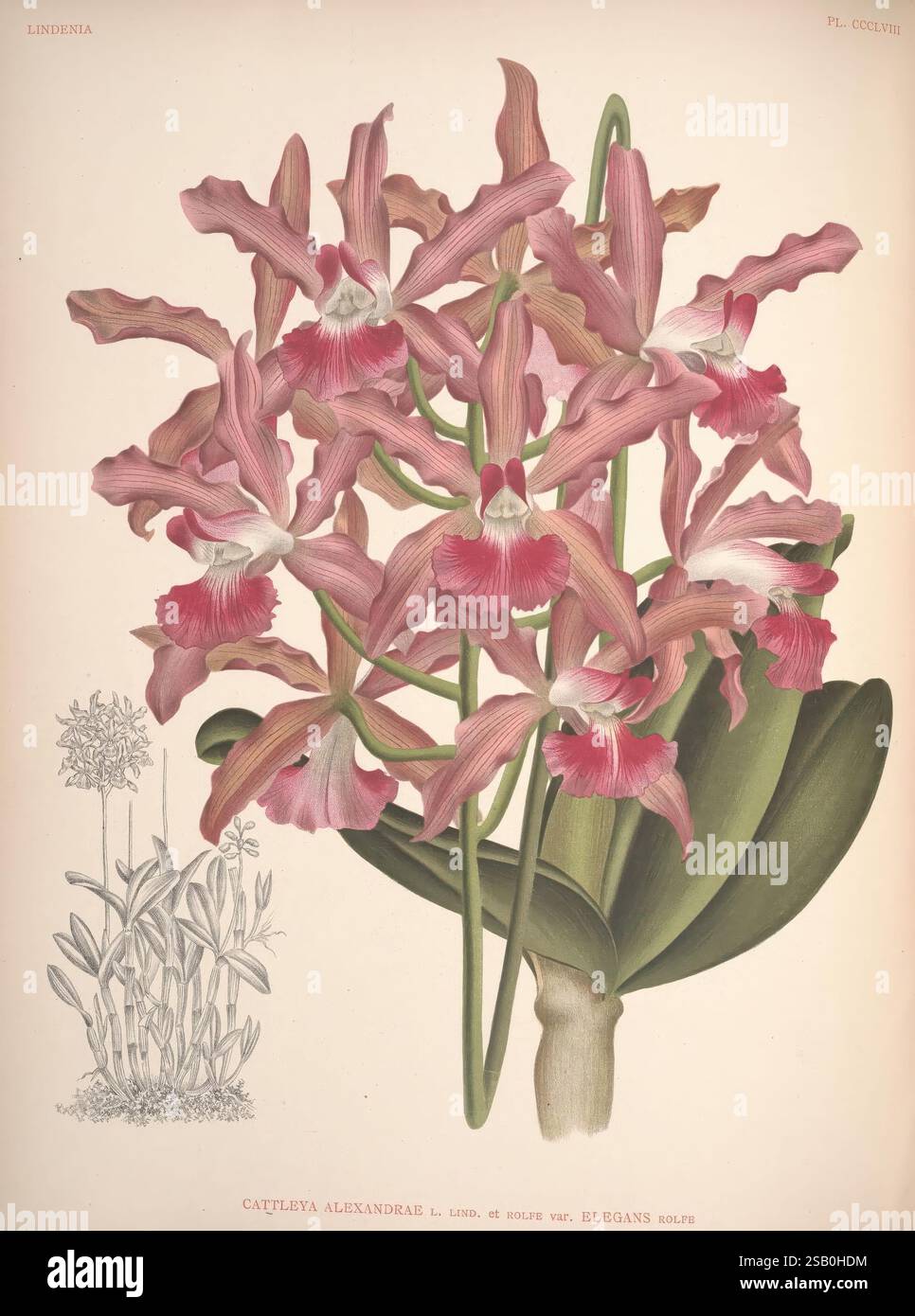 Lindenia, Bruxelles, L. Linden, 1891-[1897?], Orchidaceae, périodiques, œuvres picturales, Cattleya alexandrae, Cattleya longata, Jean Jules Linden, Alphonse Goossens, orchidées, botanique, fleurs, Jean Jules Linden, Lucien Linden, Emrodigas, Une illustration vibrante mettant en vedette l’orchidée exquise *Cattleya alexandre*, présentant de multiples fleurs avec des pétales roses et blancs saisissants. Les fleurs sont bien en évidence avec des bords volants et un centre magenta profond, capturant la beauté délicate de cette espèce. Un dessin détaillé du feuillage de la plante est inclus en bas à gauche, mettant en évidence le large, Banque D'Images