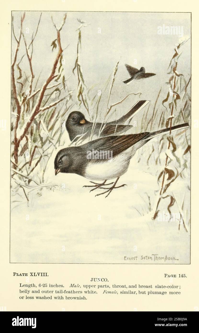 Manuel de l'enseignant de la vie des oiseaux, 1899, oiseaux, États-Unis, Musée de zoologie comparée, Ernest Thompson Seton, Junco, Junco hyemalis, deux junques sont représentés dans un cadre naturel, avec un oiseau perché bien en vue sur le sol tandis qu'un autre est capturé à mi-vol dans l'arrière-plan. Les détails des juncos, y compris leurs parties supérieures de couleur ardoise et leur ventre blanc, sont minutieusement illustrés. L'environnement environnant présente des herbes délicates et de la neige, ajoutant à la scène hivernale sereine. Les annotations mettent en évidence les dimensions et les traits d'identification des oiseaux, fournissant un aperçu i Banque D'Images