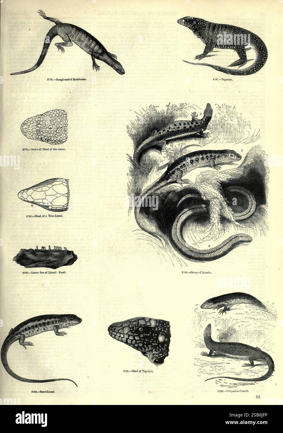 Le, image, Musée, de, animé, nature, Londres, C. Cox, [1844?], Zoologie, picturale, œuvres, l'illustration met en valeur une variété d'espèces de lézards et leurs caractéristiques anatomiques distinctes. Il comprend des rendus détaillés de différentes têtes et formes de corps, permettant la comparaison entre les espèces. Chaque personnage est méticuleusement étiqueté, donnant un aperçu des caractéristiques uniques de ces reptiles. L'arrangement met en évidence la diversité de morphologie, avec des motifs complexes sur leurs peaux et des variations dans les structures de la tête. La composition globale sert de ressource pédagogique, e Banque D'Images
