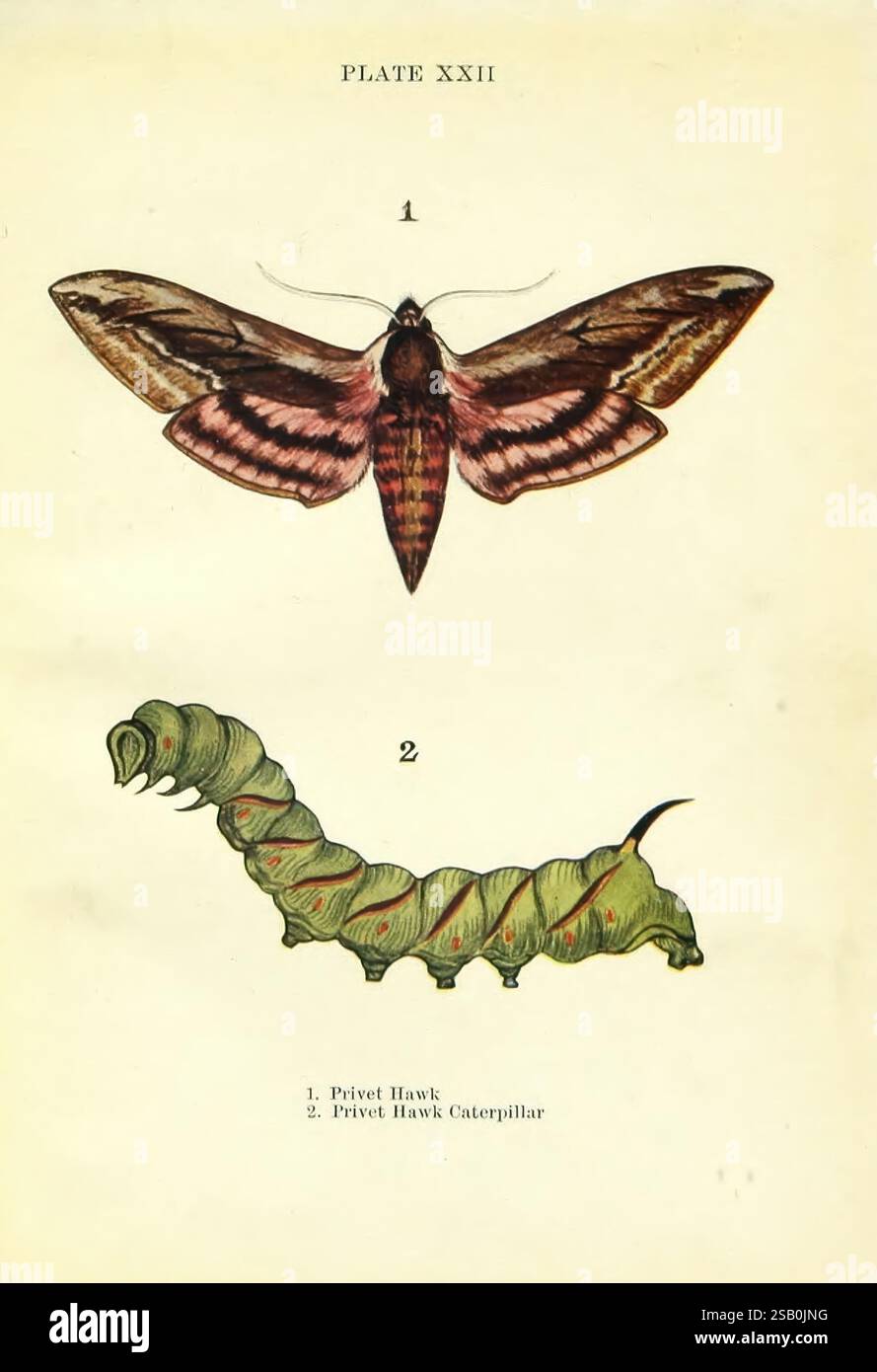 Butterflies and, London & Edinburgh, T.C. & E.C. Jack [1910], Butterflies, janet harvey kelman, janet harvey kelman, 1, 1, femmes en science, sphinx ligustri, faucon privé, représentant deux étapes du Privet Hawk Moth, la première illustration montre le papillon adulte affichant ses ailes vibrantes, orné de motifs complexes de teintes marron et rose. Les grandes ailes sont largement étendues, mettant en valeur les marques distinctives qui caractérisent cette espèce. Ci-dessous, la deuxième illustration présente la chenille Privet Hawk, rendue en vert vif avec de subtiles notes de coloration qui imitent l'appe Banque D'Images