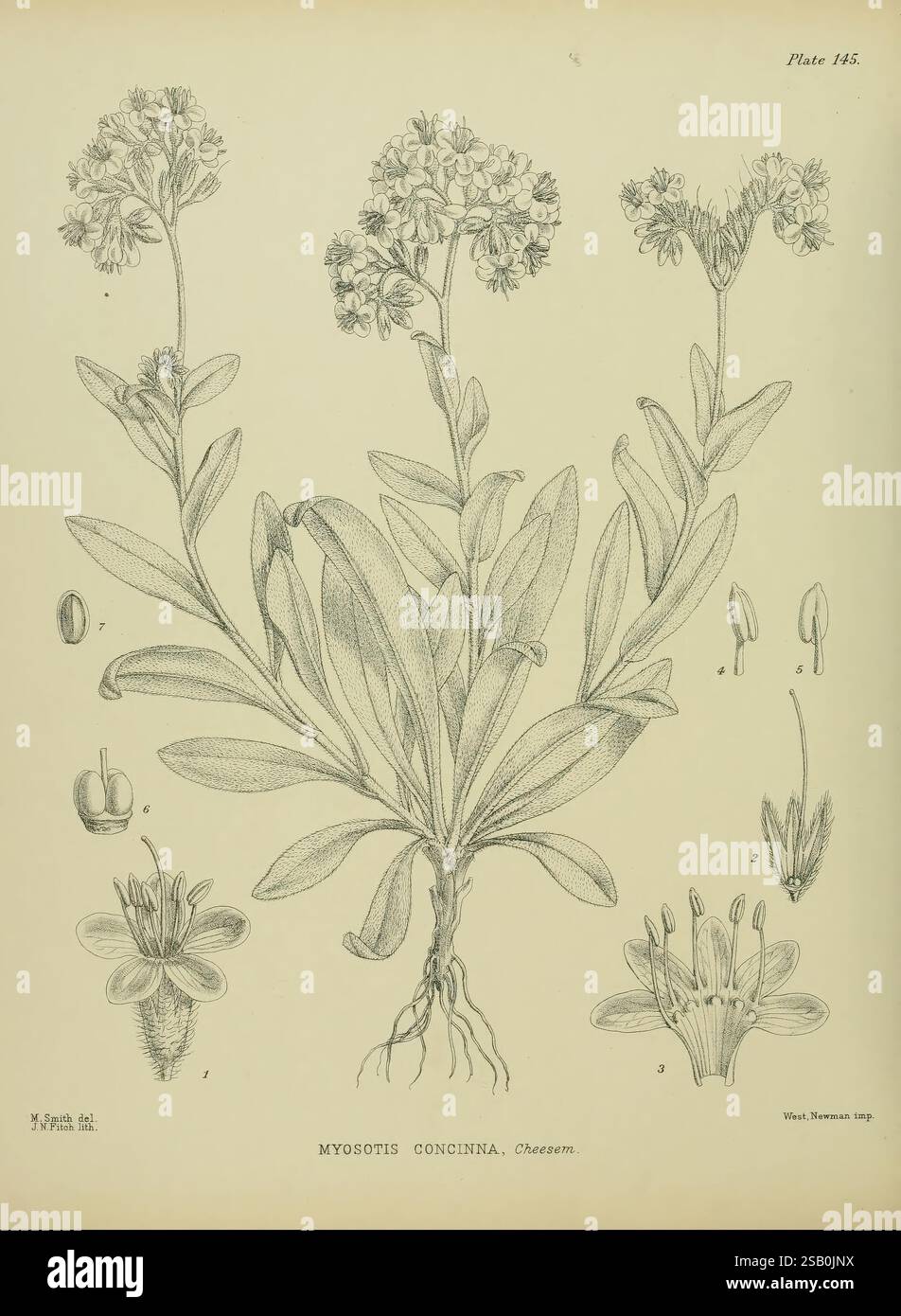 Illustrations de la flore néo-zélandaise Wellington John Mackay Govt. Imprimeur 1914 Nouvelle-Zélande œuvres picturales plantes Matilda Smith Myosotis concinna NZ espèces Matilda Smith femmes en science, Une illustration botanique mettant en valeur Myosotis concinna, communément connu sous le nom de l'alpin Forget-me-not. Cette représentation détaillée présente les fleurs et les feuilles délicates de la plante, mettant en évidence la structure unique de ses fleurs. Dans la partie inférieure, les composants individuels de la fleur sont représentés, y compris les pétales, sépales et parties reproductrices, fournissant un aperçu de la morphologie de la plante. L'ele Banque D'Images