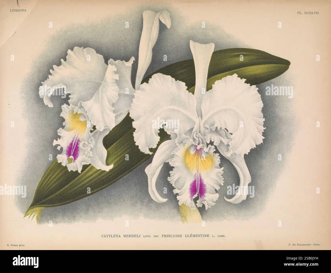 Lindenia, Gand [Belgique], Impr. F. Meyer-van Loo, 1885-1906, classification, guides, nomenclature, nomenclature populaire, Orchidaceae, orchidées, œuvres picturales, terminologie, fleurs, tiges, feuilles, Une superbe illustration de deux élégantes orchidées Cattleya, mettant en valeur leurs pétales blancs frappants ornés d'un centre jaune et violet vibrant. Les fleurs sont accompagnées de feuilles vertes luxuriantes qui améliorent la composition globale. Cette représentation botanique capture les détails complexes de la forme de l’orchidée, mettant en évidence la texture délicate des pétales et les courbes douces Banque D'Images