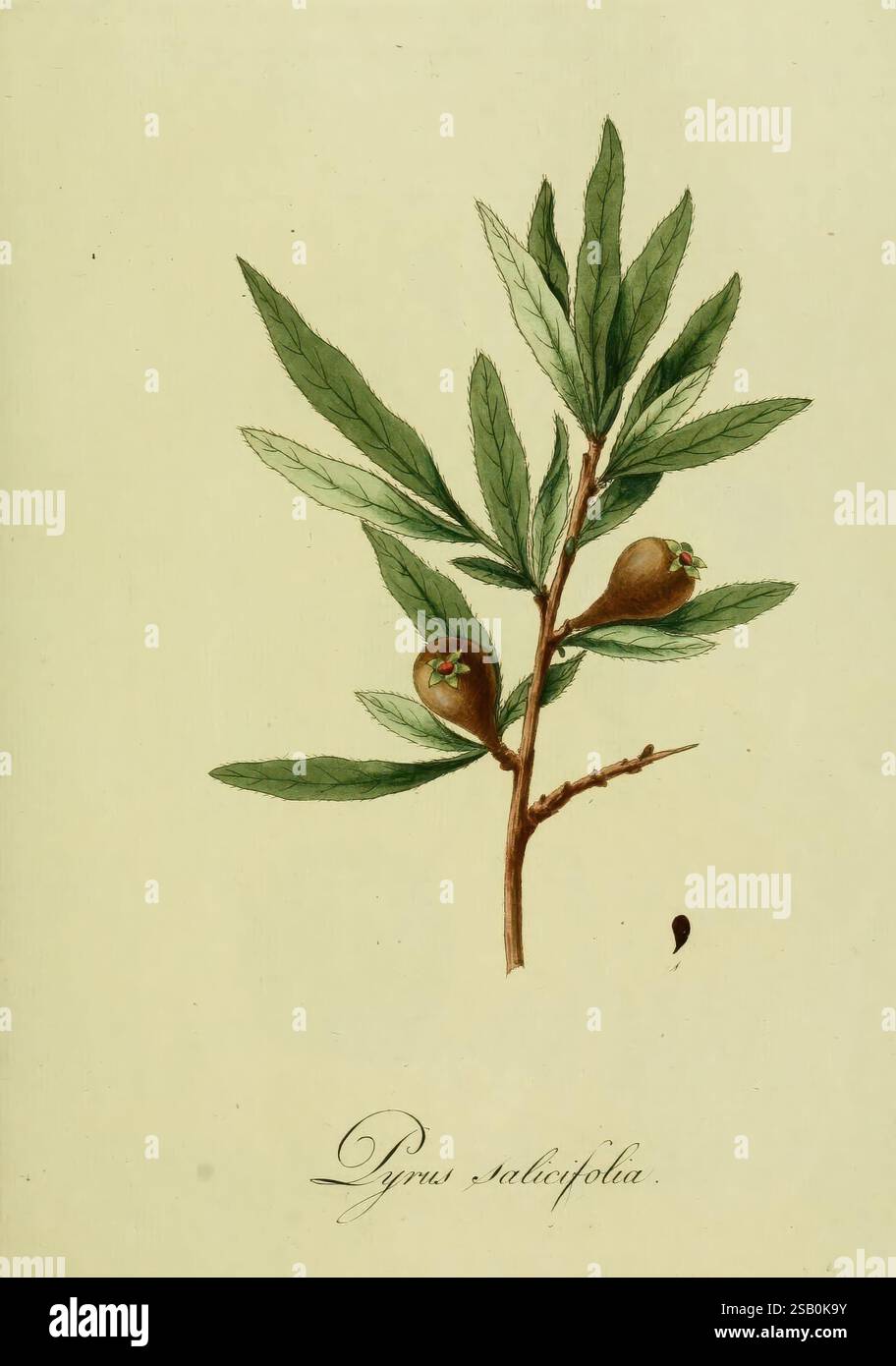 Darstellung vorzüglicher ausländischer Bäume und Gesträuche welche in Deutschland im Freien ausdauern, Tübingen, in der J. G. Cottaischen Buchhandlung, 1796, plantes exotiques, Allemagne, œuvres picturales, arbustes, arbres, Une illustration botanique détaillée présente une branche du Pyrus salicifolia, communément connu sous le nom de poire à feuilles de saule. La branche présente des feuilles allongées et étroites qui présentent une structure veineuse proéminente et une teinte verte saine. Nichés parmi les feuilles se trouvent de petits fruits ronds qui semblent être à un stade précoce de maturité, faisant allusion à une surface brillante. La composition globale empha Banque D'Images