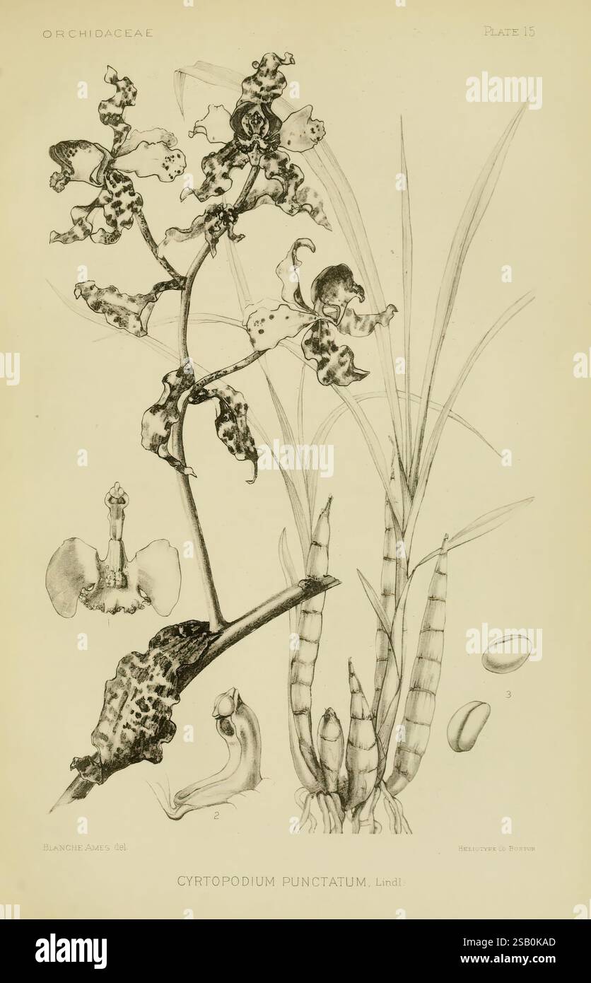 Orchidaceae, 1905-22. Monocotyledoneae Orchidaceae Orchids Blanche Ames, Ames Women in Science, Une illustration botanique mettant en vedette la plante Cyrtopodium punctatum, qui fait partie de la famille des Orchidaceae. Le dessin détaillé met en valeur la structure de l'orchidée, y compris ses tiges allongées et minces et ses fleurs distinctives caractérisées par des marques complexes. En plus de la plante principale, il y a des représentations de racines et de graines bulbeuses, fournissant un aperçu complet de l'anatomie de la plante. La composition souligne la beauté délicate de l'orchidée, soulignant sa forme unique et ses caractéristiques i. Banque D'Images
