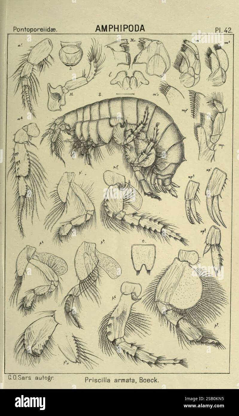 Compte rendu des crustacés de Norvège Amphipodes plaques Christiania, A ...