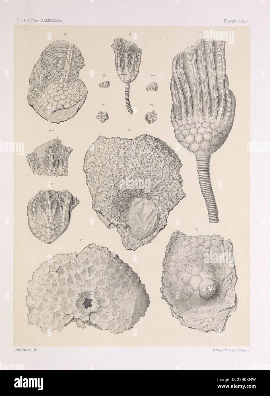 Le nord-américain Crinoidea camerata, Cambridge, U.S.A, 1897, Amérique du Nord, Echinodermata, Crinoïde fossile, histoires de fossiles. Banque D'Images