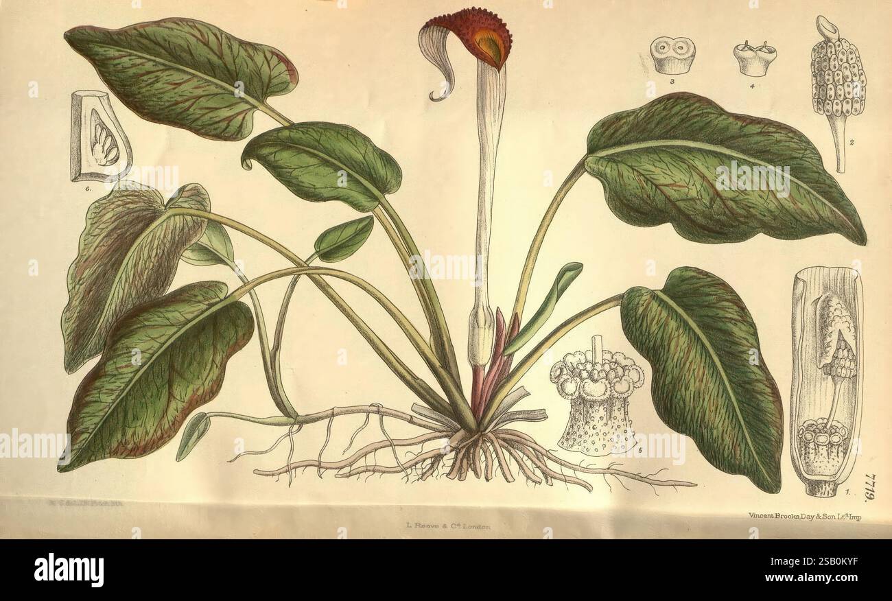 Curtis's Botanical Magazine, Londres, New York, botanique, périodiques, œuvres picturales, Matilda Smith, Curtis, Cryptocoryne griffithii, péninsule malaise, fleurs, Joseph Dalton Hooker, femmes en science, Matilda Smith Banque D'Images