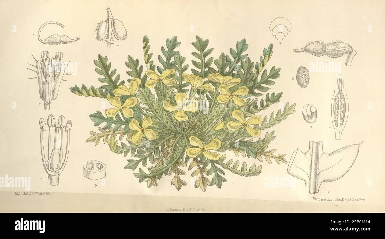 Curtis's Botanical Magazine, Londres, New York, illustration botanique, botanique, périodiques, œuvres picturales, plantes ornementales, Matilda Smith, Corse, Sardaigne, Morisia hypogaea, femmes en science, Matilda Smith. Banque D'Images