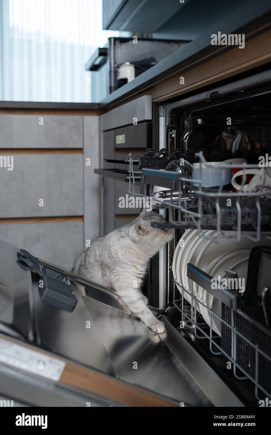 Chat Straight écossais ludique explorant le lave-vaisselle ouvert dans une cuisine moderne. Concept de curiosité domestique, comportement animal et moments inattendus Banque D'Images