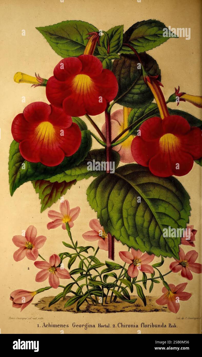 Belgique horticole, Liége, botanique, horticulture, périodiques, plantes Banque D'Images