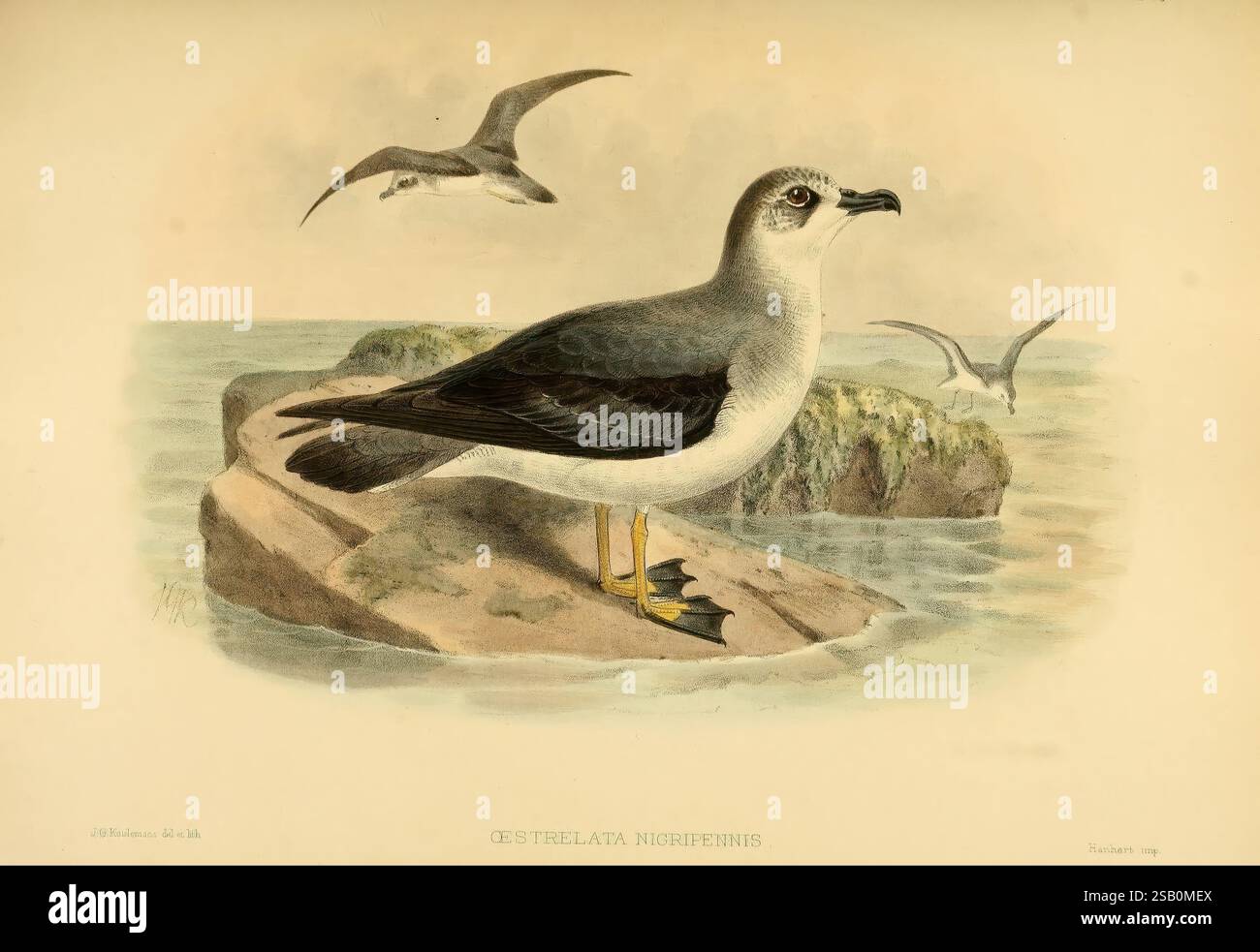 Une monographie des pétrels (ordre Tubinares), Londres, Witherby & Co, 1907-1910, pétrels, oiseaux, l'illustration montre un oiseau de mer, mis en évidence perché sur un éperon rocheux. Son plumage se caractérise par un mélange de tons sombres et clairs, avec des pieds jaunes frappants et un bec pointu et courbé. En arrière-plan, d'autres oiseaux de mer peuvent être vus monter gracieusement dans le ciel, créant une atmosphère animée. Le cadre rocheux est représenté avec des détails texturés, suggérant un environnement côtier où réside l'oiseau. Le nom scientifique est également indiqué, soulignant la classification de l'oiseau Banque D'Images