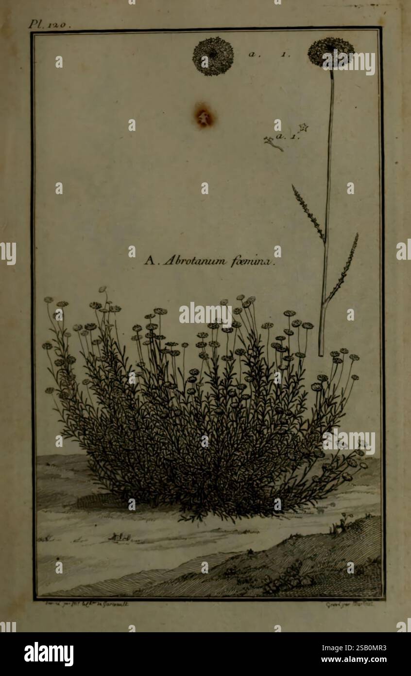 Vertus et usages de sept cents dix-neuf plantes, Paris, P.F. Didot le jeune, 1767, France, Materia Medica, plantes médicinales, œuvres picturales, botanique, plante, Abrotanum Foemina Banque D'Images
