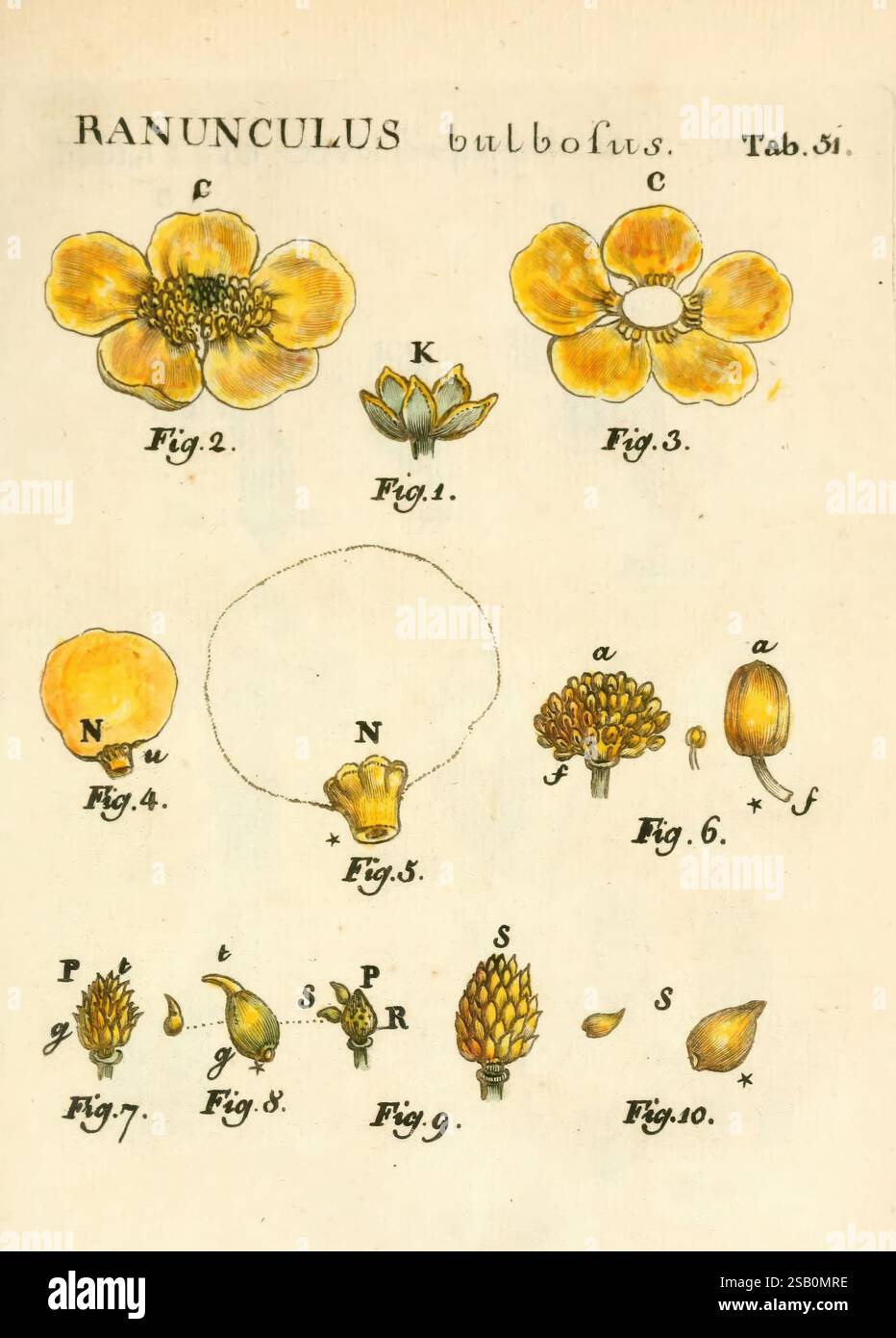 Illustratio systematis sexualis Linnaeani, Francofurti ad Moenum, Varrentrapp et Wenner, 1789, plantes, classification, Linné, le jardin botanique de New York, œuvres picturales, Carl von, Ranunculus bulbosus Banque D'Images