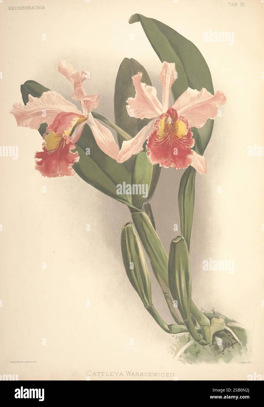 Reichenbachia, créé Albans, London, New York, F. Sander & Co, Orchid Growers & Importers, H. Sotheran & Co, I. Forstermann, 1888-1890, Orchidaceae, Henry Frederick Conrad Sander, Orchids, botanany, Flowers, taxonomy : Family= orchidaceae, Henry George Moon, Cattleya warscewiczii, l'œuvre présente une belle représentation de Cattleya warscewiczii, une variété d'orchidées étonnante connue pour ses fleurs vibrantes et complexes. Les fleurs présentent de délicats pétales rose pastel avec de riches marques rouges, créant un contraste saisissant. Sous les fleurs, des feuilles vertes luxuriantes émergent, rehaussant l'élégance globale o Banque D'Images