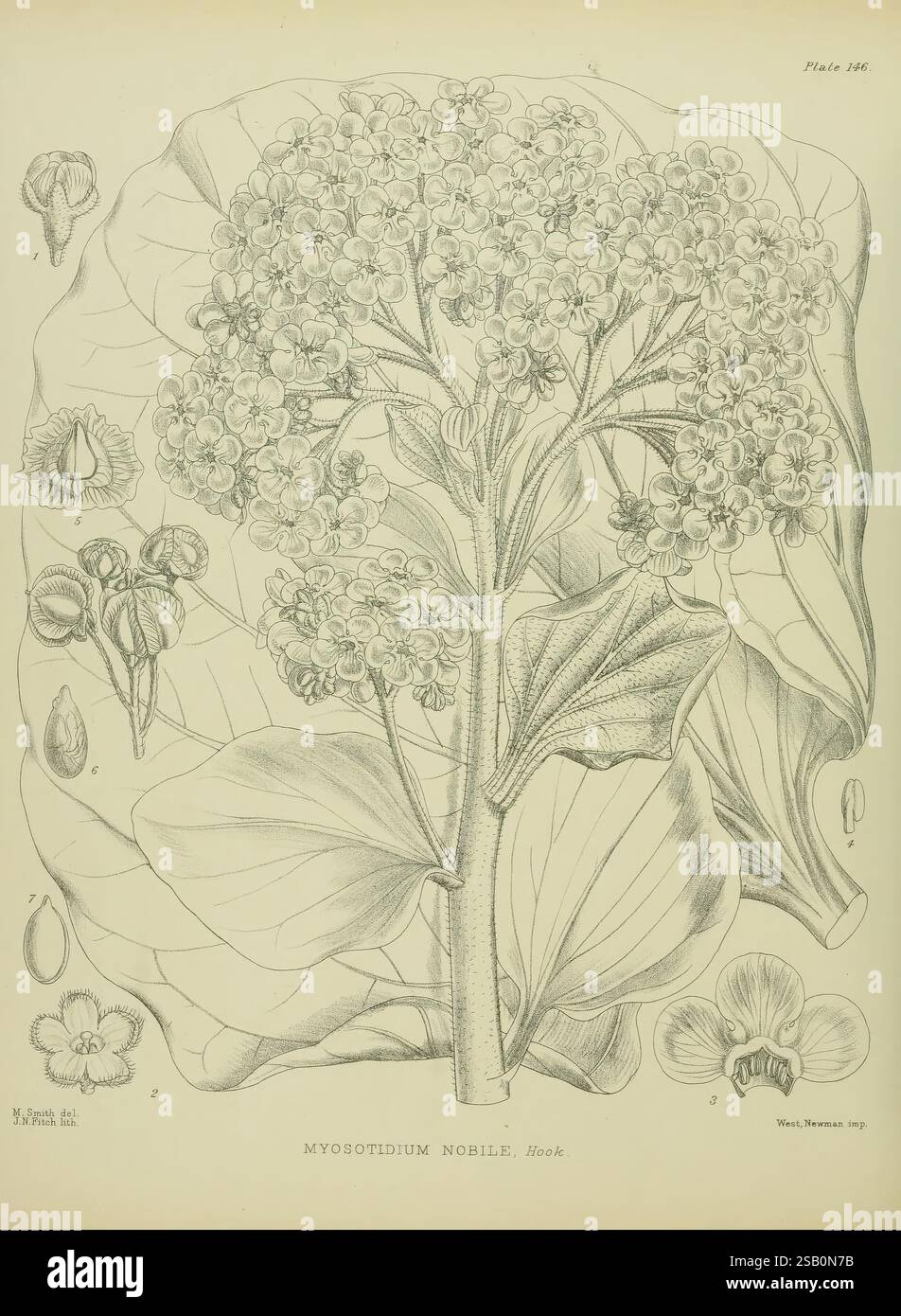 Illustrations of the New Zealand Flora, Wellington, John Mackay, Govt. Imprimeur, 1914, Nouvelle-Zélande, œuvres illustrées, plantes, Matilda Smith, Myosotidium nobile, Myosotidium hortensium, NZ Species, Matilda Smith, les femmes dans la science Banque D'Images
