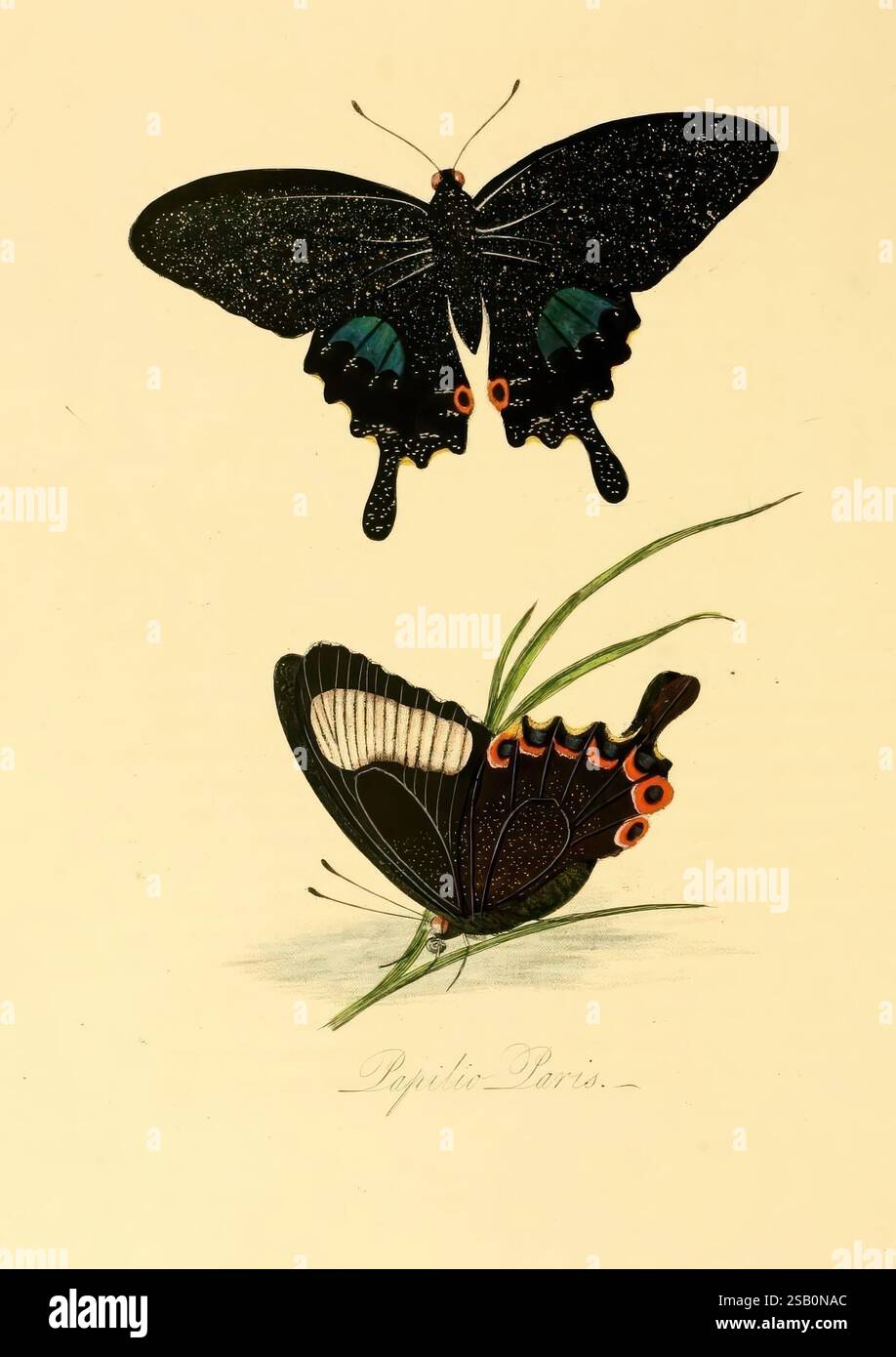 Histoire naturelle des insectes de Chine, 1842, Chine, insectes, arthropodes, arthropode Banque D'Images