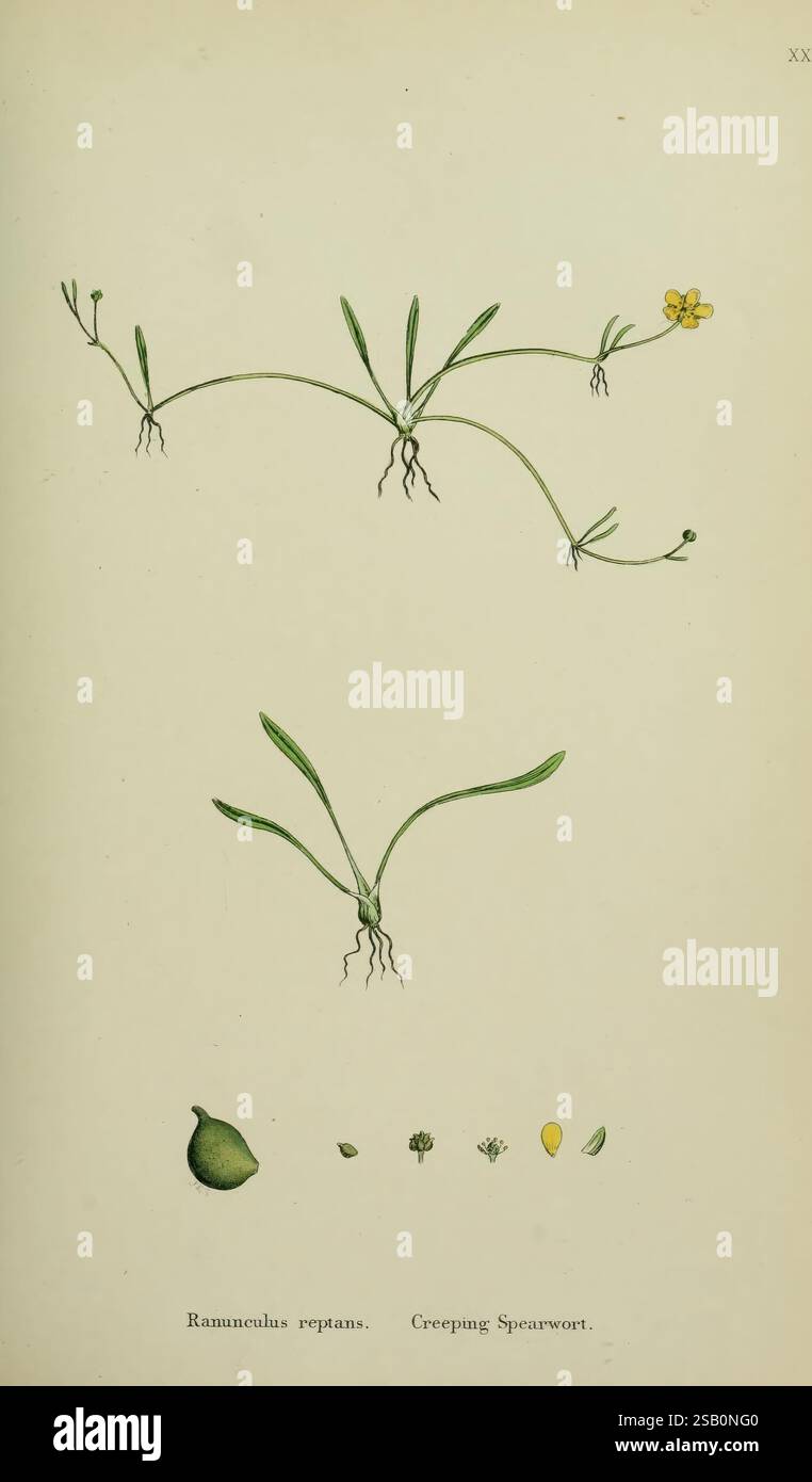 Figures anglaises, botaniques ou colorées, British plants, Londres, R. Hardwicke, 1863-1886, Grande-Bretagne, œuvres picturales, plantes Banque D'Images