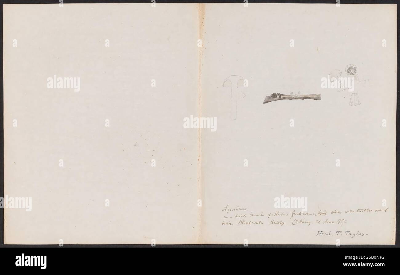 Dessins de champignons, pas avant 1839, champignons, œuvres picturales Banque D'Images