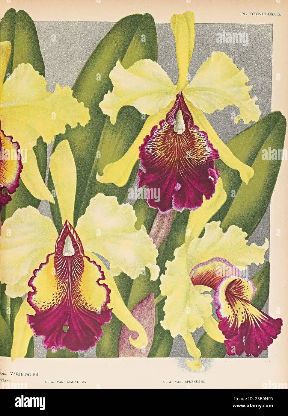 Lindenia, Gand [Belgique], Impr. F. Meyer-van Loo, 1885-1906, classification, guides, nomenclature, nomenclature populaire, Orchidaceae, orchidées, œuvres picturales, terminologie Banque D'Images