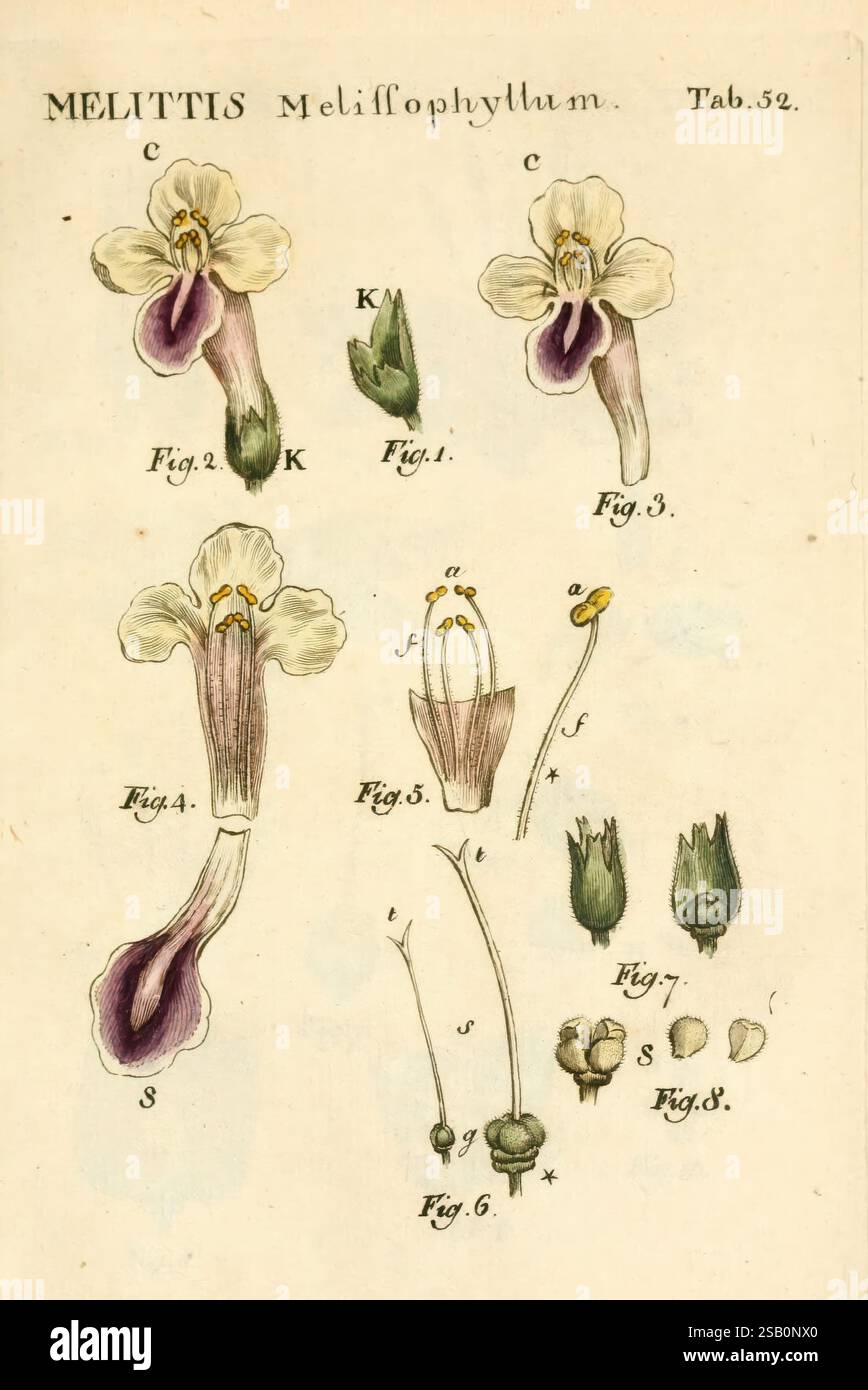 Illustratio systematis sexualis, Linnaeani, Francofurti ad Moenum, Varrentrapp et Wenner, 1789, plantes, classification, Linné, le jardin botanique de New York, œuvres picturales, Carl von, Melittis melissophyllum Banque D'Images
