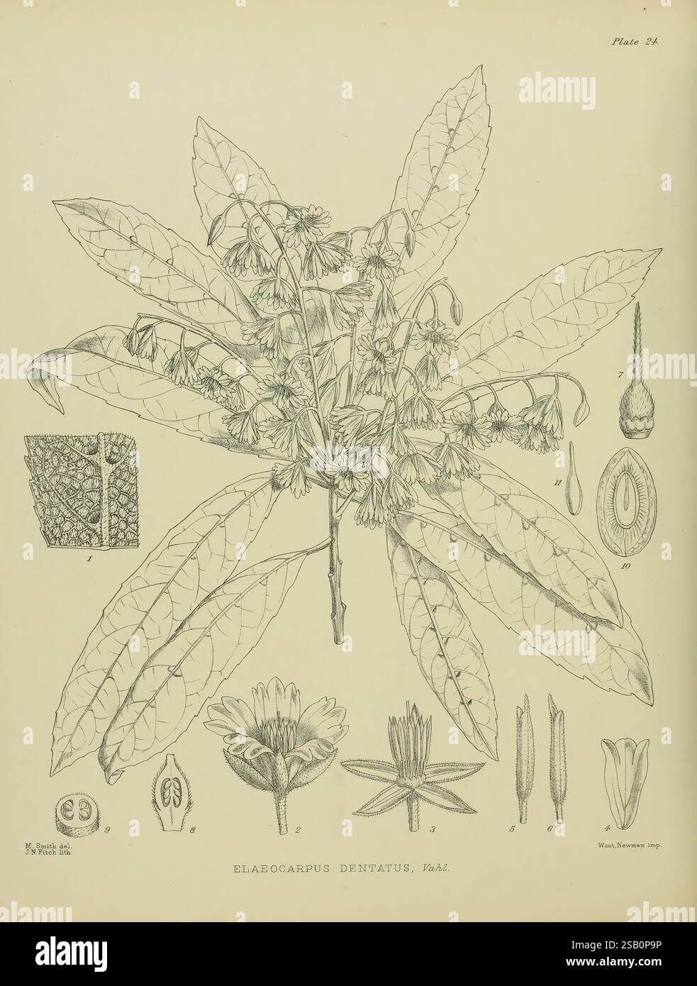 Illustrations of the New Zealand Flora, Wellington, John Mackay, Govt. Imprimeur, 1914, Nouvelle-Zélande, œuvres picturales, plantes, collections de couleurs, Elaeocarpus dentatus, Matilda Smith, NZ Species, Matilda Smith, les femmes dans la science Banque D'Images