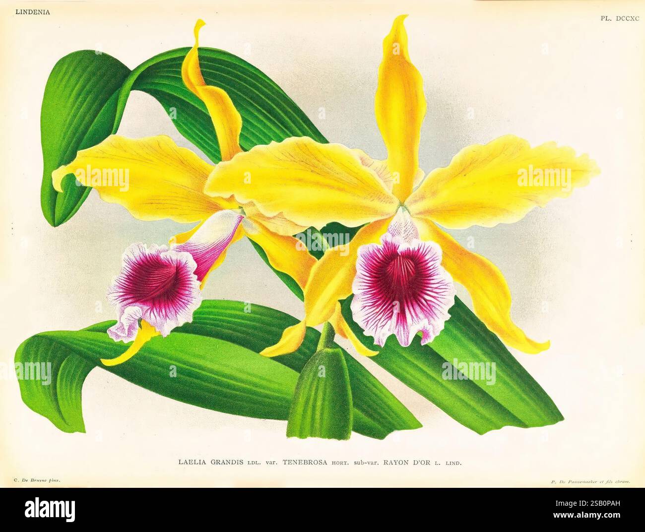 Lindenia, Gand [Belgique], Impr. F. Meyer-van Loo, 1885-1906, orchidées, Orchidaceae, identification, guides, classification, nomenclature, terminologie, œuvres picturales, nomenclature populaire. Banque D'Images