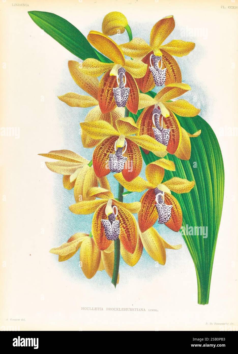Lindenia Gand [Belgique] impr. F. Meyer-van Loo 1885-1906 guides de classification identification nomenclature orchidées orchidées populaires terminologie des œuvres picturales, Une représentation vibrante d'un groupe d'orchidées, en particulier le Houlettia brocklehurstiana, mettant en valeur leur structure florale complexe. Les fleurs présentent des teintes riches et chaudes de jaune et d'orange, ornées de taches délicates qui offrent un contraste saisissant. De larges feuilles vertes encadrent les fleurs, rehaussant la composition et soulignant les courbes gracieuses des pétales. Cette illustration capture élégamment la beauté naturelle et Banque D'Images