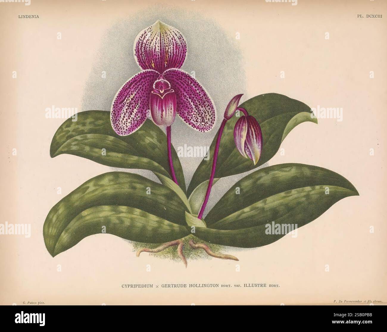 Lindenia Gand [Belgique] impr. F. Meyer-van Loo 1885-1906 guides de classification identification nomenclature nomenclature populaire Orchidaceae orchidées œuvres picturales terminologie fleurs tiges feuilles Banque D'Images