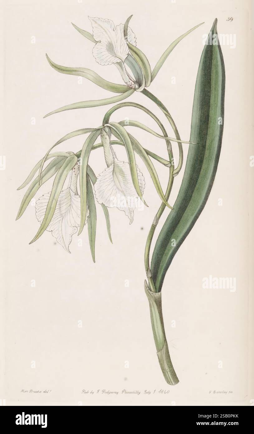 Edwards's Botanical Register London James Ridgway 1829-1847 1829 19th Century Botany Copper gravure Angleterre médias graphiques Grande-Bretagne couleur à la main Icônes périodiques œuvres picturales Introduction des plantes ornementales Sarah Ann Drake 2 femmes dans la science Banque D'Images