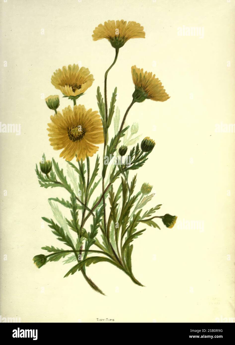 Sauvage, fleurs, de, le, Pacifique, Coast, New York, Cassell, &, Company, Limited, [c1887], Californie, fleurs, Emma, Homan, Thayer, tidytips, Emma, Homan, Thayer, 8, 8, femmes, in, science, Une illustration délicate met en valeur un groupe de fleurs jaunes vives connues sous le nom de Tidy Tips. Les fleurs, caractérisées par leurs pétales jaune vif et leur forme circulaire, se dressent hautes sur des tiges vertes minces. Autour des fleurs principales se trouvent de plus petits bourgeons et des feuilles vertes luxuriantes, ajoutant de la profondeur et de la richesse à la composition. Les détails doux capturent l'élégance naturelle et la beauté de ces fleurs sauvages, mettant en valeur Banque D'Images