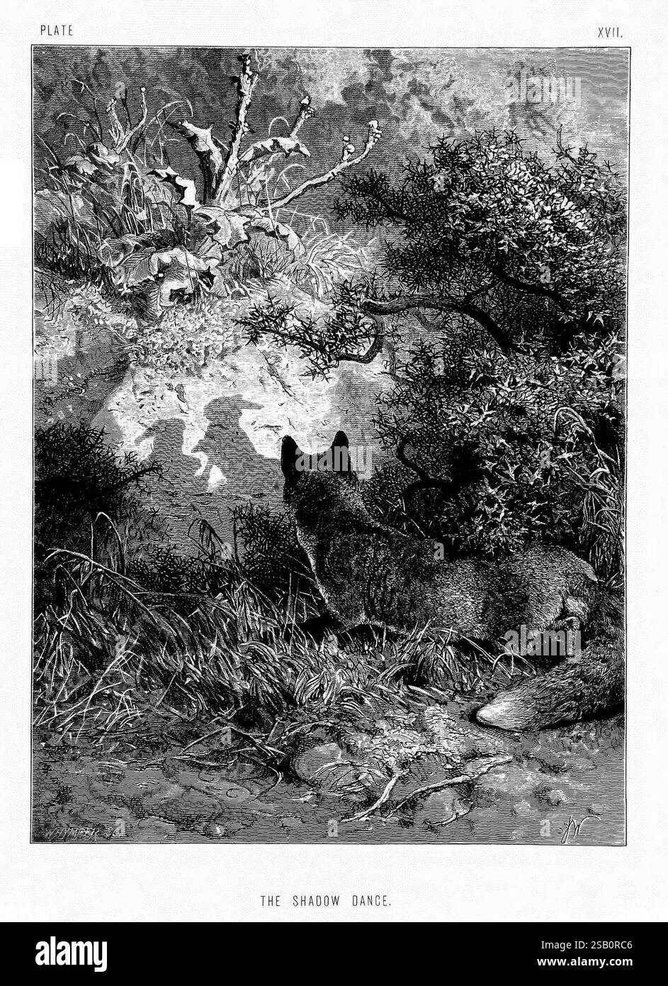 La vie et les habitudes des animaux sauvages, Londres, A. Macmillan, 1874, oiseaux, comportement animal comportement, Une scène boisée sereine capture le moment où un renard observe un jeu captivant d'ombres projetées par l'environnement. Le renard, positionné dans une pose naturelle, semble déterminé par la danse délicate de la lumière et de la forme créée par les éléments naturels. La toile de fond présente des détails complexes de feuillage et de broussailles, créant une atmosphère tranquille qui souligne le lien entre la créature et son environnement. La composition reflète un sentiment de calme et de curiosité, invitant les spectateurs à Banque D'Images