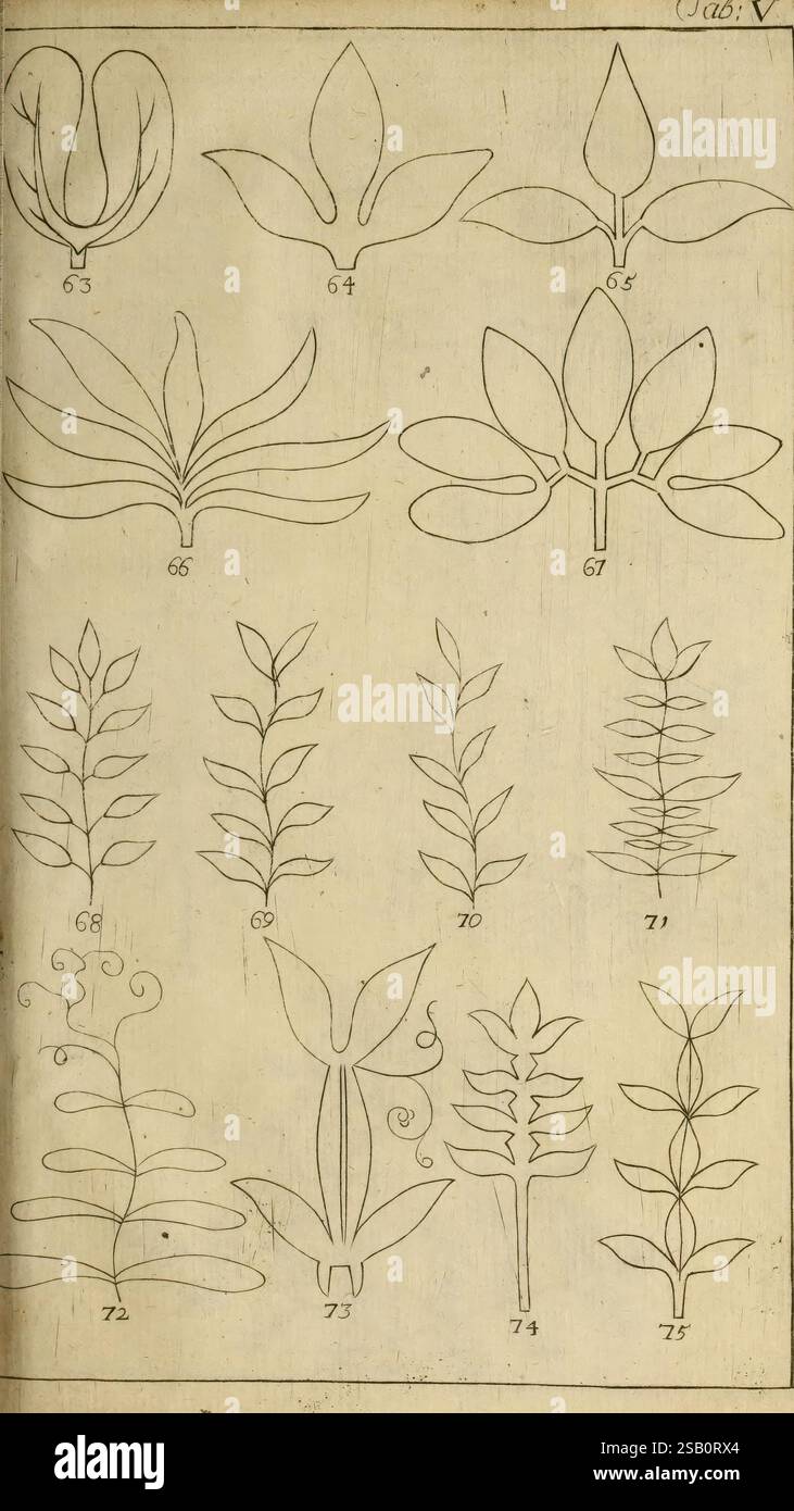 Elementa botanica Harderovici apud Johannem Wigmans 1749 botanique, cette illustration présente une série de dessins botaniques, mettant en valeur une variété de formes végétales et de structures foliaires. Chaque entrée numérotée affiche des formes et des arrangements distincts, reflétant la diversité de la nature. Les conceptions vont de motifs de feuilles simples et symétriques à des combinaisons plus complexes de courbes et de fleurs. La collection met en valeur l'élégance de diverses variétés végétales, soulignant leurs caractéristiques uniques et leur attrait esthétique. Banque D'Images