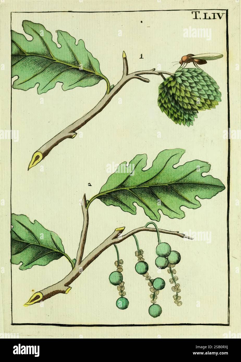 Naturgeschichte, Klassification, und Nomenclatur der Insekten vom Bienen, Wespen und Ameisengeschlecht, Frankfurt am main, in der Hermannischen Buchhandlung, 1791, classification, premiers travaux, Hymenoptera, insectes, œuvres picturales, l'illustration présente deux branches, chacune étiquetée pour l'identification. La section supérieure montre une branche avec de grandes feuilles vibrantes et un amas de cônes verts, suggérant un lien avec les plantes conifères. Un petit insecte, peut-être une mouche, est perché près de ces cônes, indiquant une interaction écologique potentielle. La section inférieure présente une autre branche ornée Banque D'Images
