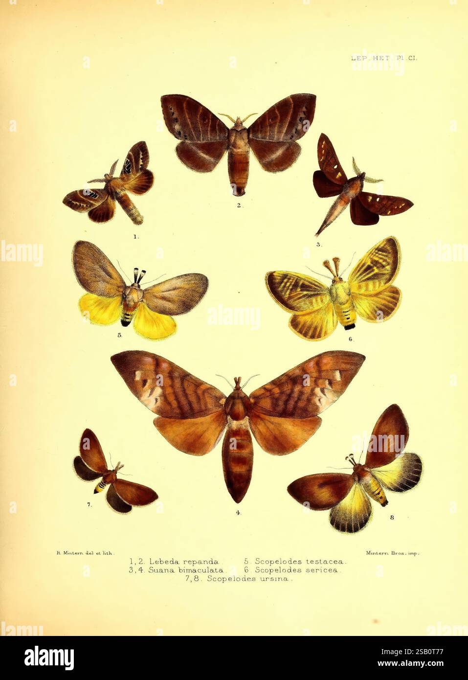 Collection De 20 Papillons Naturels Sans Doublons - Spécimens Réels Pour Encadrement Ou étude