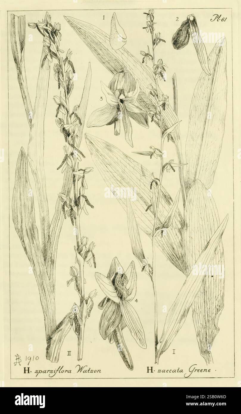 Orchidaceae Boston Houghton Mifflin 1905-22 monocotyledoneae Orchidaceae orchidées Blanche Ames Ames femmes en science, cette illustration présente des études botaniques détaillées de deux espèces d'orchidées distinctes, étiquetées H. spargflora Watson et H. acculata Greene. La composition présente plusieurs vues des fleurs, capturant des détails complexes tels que la forme et la texture des pétales et des feuilles. Chaque dessin est numéroté pour référence, fournissant une représentation claire des structures des plantes. L'art délicat met en évidence les caractéristiques uniques des orchidées, soulignant leur complexité Banque D'Images