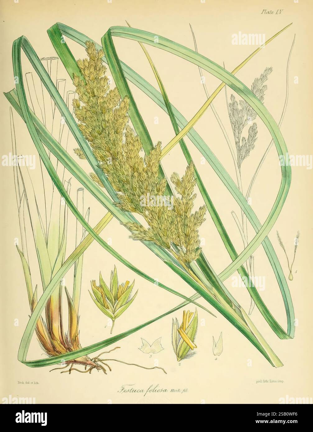 La botanique de l'Antarctique, voyage de H.. M, Discovery, Ships, Erebus, et, terreur dans, les, années, 1839-1843 assiettes, Londres, Reeve, Brothers, 1844-60, botanique, Woodshole, Walter Hood Fitch, Festuca, foliosa, Poa, foliosa, NZspecies, nouvelle-zélande, cette illustration présente une étude botanique détaillée d'une espèce d'herbe, avec des lames vertes allongées qui arquent gracieusement la composition. Au centre se trouve une épi fleuri, riche en panicules délicates et plumeuses qui démontrent la structure reproductrice de la plante. Autour de la tige principale se trouvent des dessins plus petits des formes de feuilles A. Banque D'Images