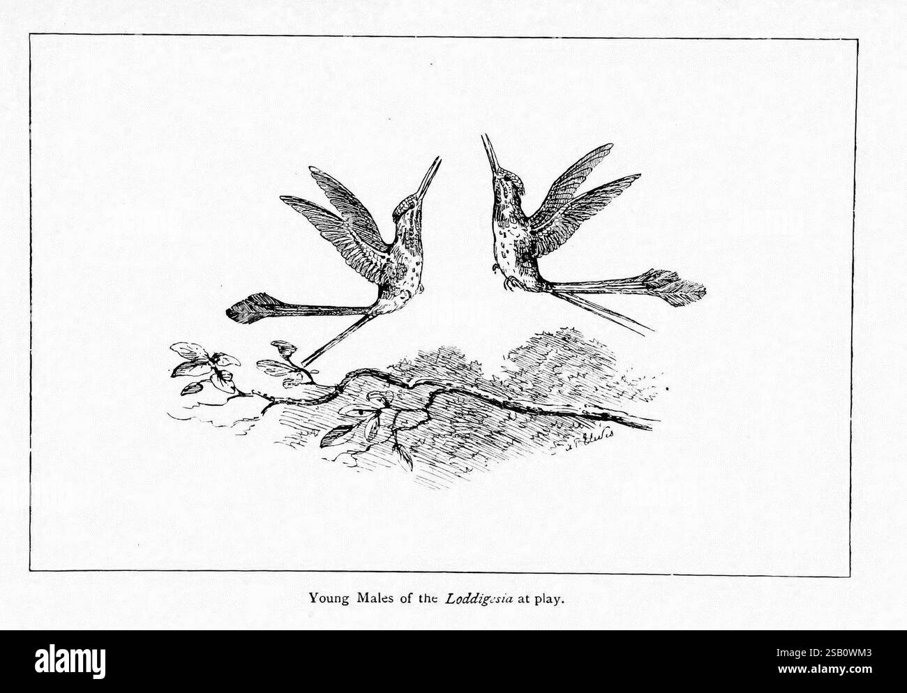 Merveilles du monde des oiseaux, New York, Frederick A. Stokes Company, [1921]. Oiseaux, Ocreatus underwoodii, botté raquette-queue, couleur nos collections, la scène représente une interaction ludique entre les jeunes colibris mâles, connus pour leur irisation vibrante. Les deux oiseaux, prêts à mi-vol, présentent des postures distinctes qui suggèrent un spectacle ou une compétition animée. Leurs ailes sont entièrement étendues, montrant une floraison dynamique lorsqu'ils s'engagent les uns avec les autres. En dessous d'eux, un troisième oiseau se perche sur une branche, regardant peut-être l'action se dérouler. Le cadre fait allusion à un habitat naturel, probablement riche avec f Banque D'Images
