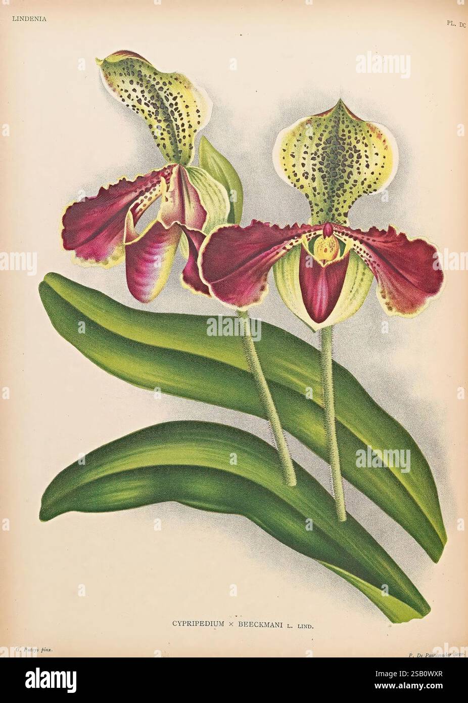 Lindenia, Gand [Belgique], Impr. F. Meyer-van Loo, 1885-1906, classification, guides, nomenclature, nomenclature populaire, Orchidaceae, orchidées, œuvres picturales, terminologie, cette illustration présente deux orchidées frappantes, spécifiquement Cypripedium × birchmanii. Chaque fleur présente un motif complexe de couleurs vibrantes, avec un mélange de rouges, jaunes et verts riches. Les fleurs ont une forme élégante, caractérisée par leurs poches uniques en forme de pantoufles qui attirent les pollinisateurs. Les pétales délicats sont ornés de marques détaillées, ajoutant à leur attrait visuel. Sous le fl Banque D'Images