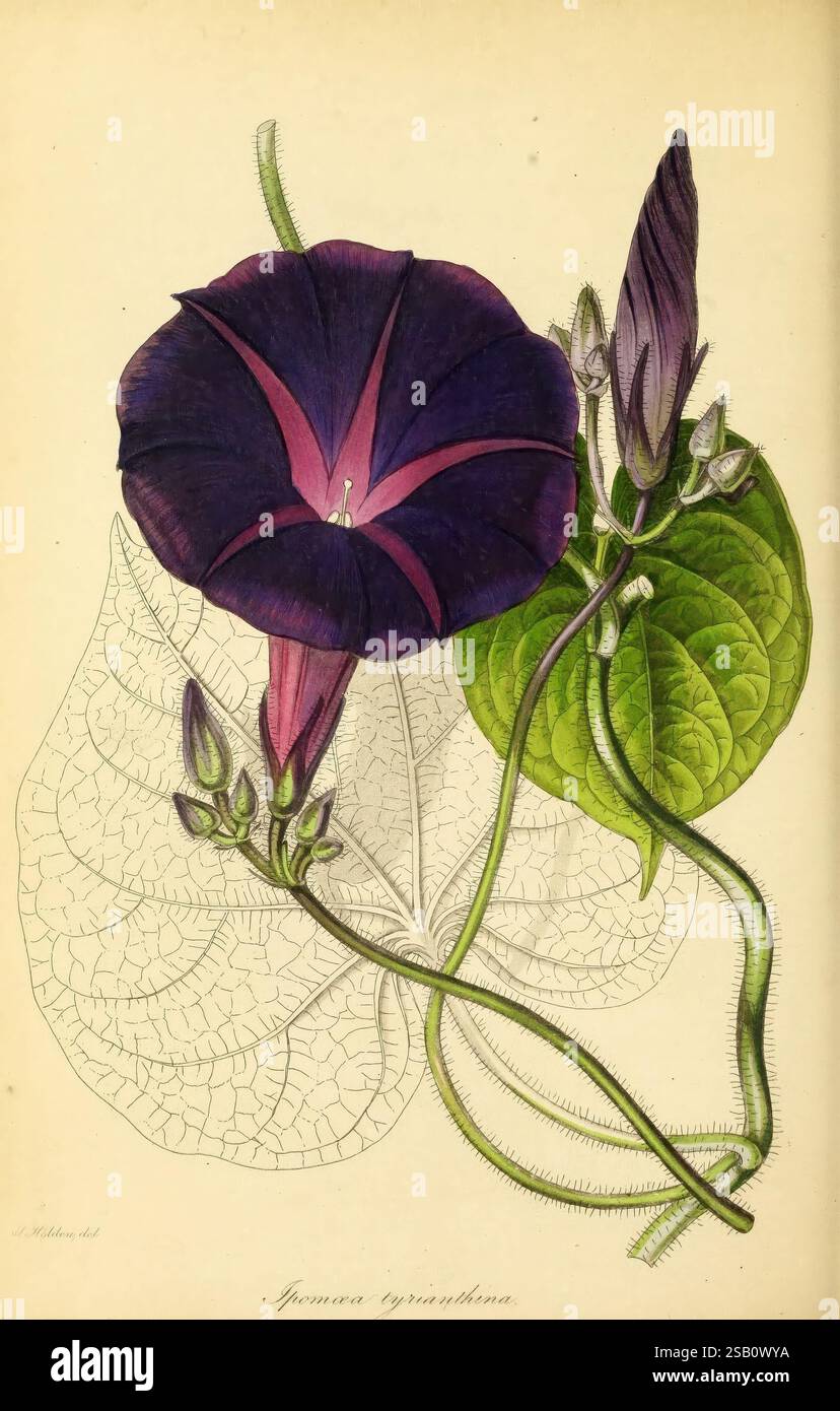 Magazine de botanique de Paxton, Londres, Orr et Smith, botanique, périodiques, fleurs, tiges, feuilles, la composition présente une plante à fleurs magnifiquement illustrée, mettant en valeur spécifiquement les teintes violettes vibrantes et roses profondes de la fleur en forme de trompette. La fleur est détaillée avec une gorge proéminente qui passe de l'obscurité à la lumière, attirant l'œil vers l'intérieur. Autour de la fleur se trouvent plusieurs feuilles vertes, minutieusement veinées et présentant une texture luxuriante, qui améliorent la richesse globale de la scène. D'autres bourgeons et tendres sont délicatement représentés, suggérant le potenti de la plante Banque D'Images