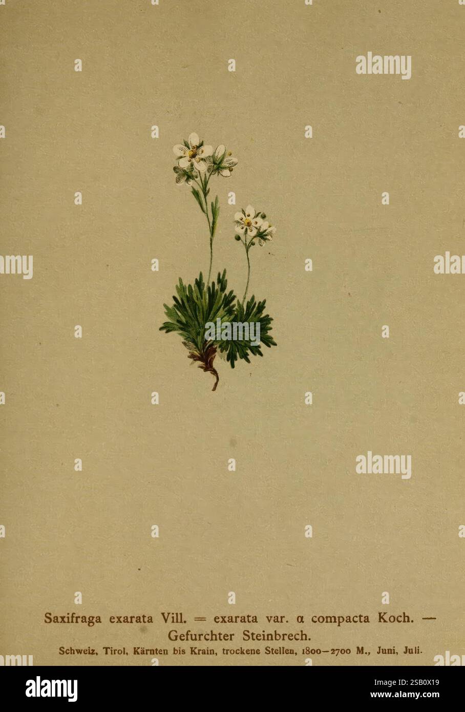 Atlas der Alpenflora, Wien, Eigenthum und Verlag des Deutschen und Österreichischen Alpenvereins, 1882, Alpes, Atlases, plantes de montagne, illustration botanique représentant les espèces de Saxifraga exarata, plus précisément l'exarata var. une variété compacta. La plante présente de délicates fleurs blanches avec cinq lobes en forme de pétales disposés en étoile au sommet de tiges vertes minces. À la base, les feuilles sont profondément lobées et disposées en rosette, mettant en valeur une riche couleur verte. L'illustration comprend une étiquette descriptive fournissant le nom scientifique et l'origine géographique, en le mettant en évidence Banque D'Images