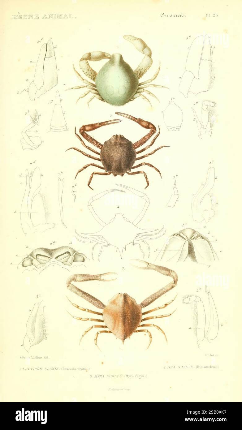 Le règne animal distribué d'après son organisation Paris, 1836-1849 ...
