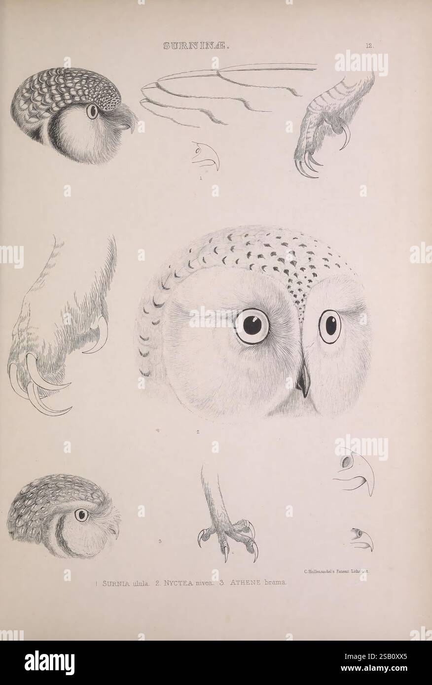 Les, genres, de, oiseaux, 1849, oiseaux, hibou, classification comportementale, œuvres picturales, illustration ornithologique., cette illustration présente des études détaillées de l'anatomie du hibou, mettant en valeur diverses perspectives et caractéristiques. Les sections supérieures affichent différents angles de la tête d'un hibou, mettant en évidence ses grands yeux expressifs et son bec distinctif. Ci-dessous, des illustrations complexes des griffes du hibou démontrent leur netteté et leur adhérence, essentielles pour la chasse. L'attention particulière portée aux détails dans la texture de la plume et les caractéristiques anatomiques reflète un mélange d'étude scientifique et de représentation artistique Banque D'Images