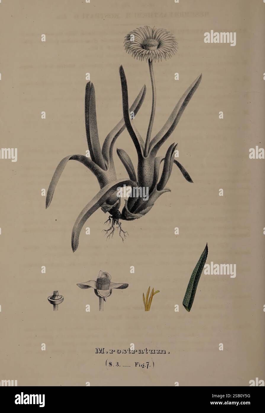 Monographia generum aloes et mesembryanthemi, Bonnae, Maximilianum Cohen, 1836-1863, aloès, mesembryanthemum, cette illustration présente l'espèce végétale Mysanthes rostratum. Une représentation détaillée d'une tige fleurie, présentant des feuilles allongées qui convergent vers une base centrale, est bien en évidence affichée. La fleur est caractérisée par son aspect de Marguerite, avec des pétales fins et allongés rayonnant à partir d'un disque central. En dessous de la représentation principale, il y a plusieurs illustrations plus petites, qui comprennent des vues rapprochées de diverses parties de la plante : une vue de dessus de la fleur, une coupe transversale et un Banque D'Images