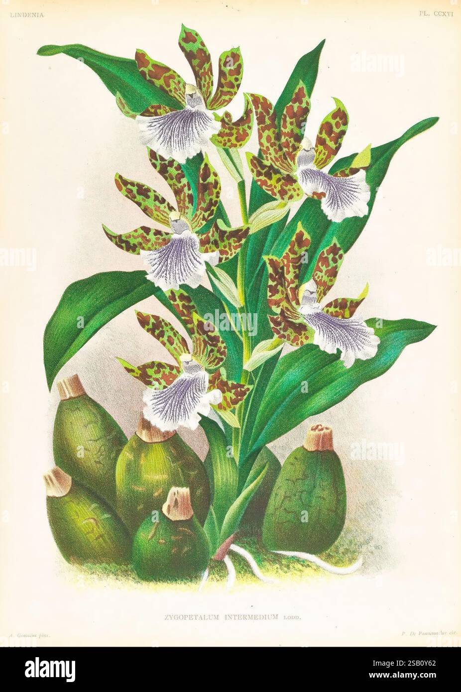 Lindenia, Gand [Belgique], Impr. F. Meyer-van Loo, 1885-1906, classification, guides, nomenclature, nomenclature populaire, Orchidaceae, orchidées, œuvres picturales, terminologie, cette œuvre d'art présente une représentation élégante de l'orchidée intermedium Zygoespathalum, mettant en valeur ses fleurs distinctives avec des motifs complexes et des rayures délicates. Les fleurs sont complétées par des feuilles vertes luxuriantes qui arquent gracieusement, créant un point focal vibrant. À la base, plusieurs structures arrondies en forme de bulbe ressemblent à la forme de croissance de la plante, ajoutant une texture intéressante à la composition. Le Banque D'Images