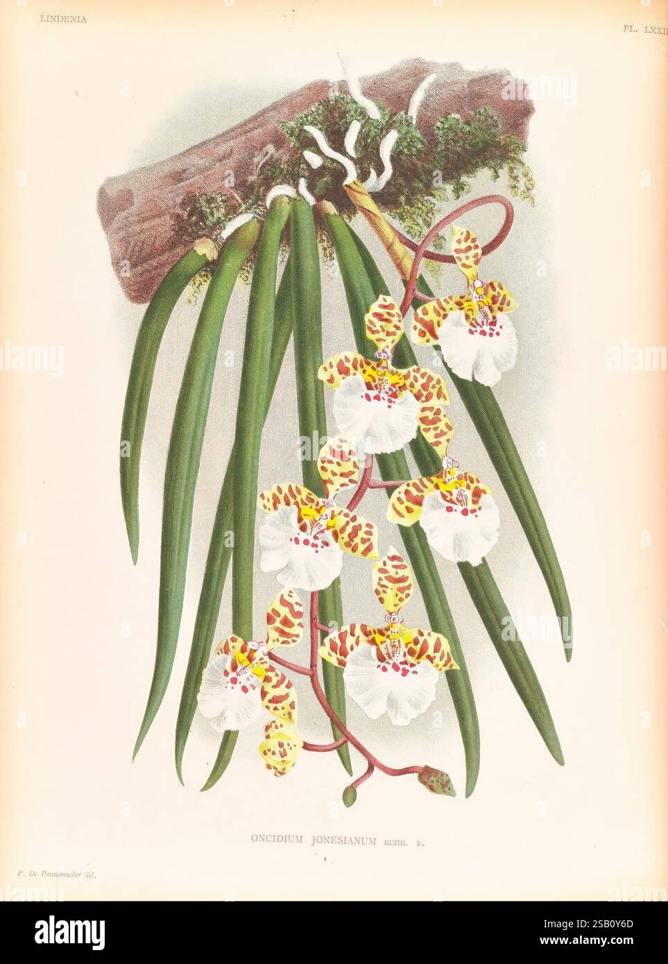 Lindenia, Gand [Belgique], Impr. F. Meyer-van Loo, 1885-1906, classification, guides, nomenclature, nomenclature populaire, Orchidaceae, orchidées, œuvres picturales, terminologie, Une représentation botanique magnifiquement illustrée de l'orchidée Oncidium jonesianum. La représentation détaillée met en valeur les caractéristiques uniques des fleurs, avec un arrangement captivant de pétales jaune vif ornés de taches de marron complexes. Niché au milieu de feuilles vertes allongées et gracieuses, le design complexe met en valeur la structure délicate des fleurs et leur coloration vibrante Banque D'Images