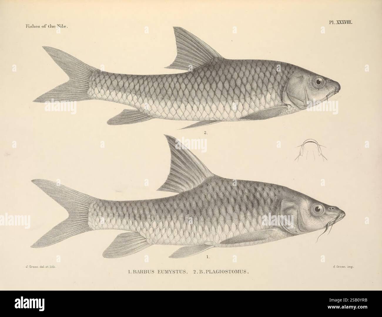 Les poissons du Nil. Londres, Pub Pour le gouvernement égyptien par H. Rees, Ltd, 1907. Égypte, poissons, Barbus plagiostomus, Barbus mystus, l'illustration présente deux représentations détaillées de poissons, mettant en valeur leurs corps allongés et leurs écailles distinctives. Les deux poissons sont orientés de la même manière, l'un étant positionné légèrement au-dessus de l'autre. La texture de leurs écailles est rendue méticuleusement, soulignant les motifs complexes qui recouvrent leur corps. Les poissons ont une tête proéminente et arrondie, et leurs nageoires sont illustrées avec une attention particulière aux détails, mettant en évidence les caractéristiques anatomiques. Au-dessus de t Banque D'Images