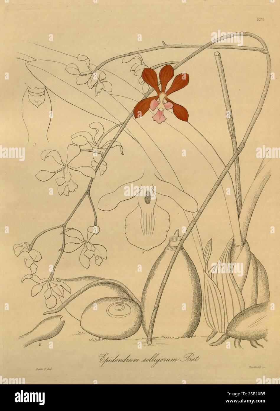 Xenia, Orchidacea, Leipzig, F.A. Brockhaus, 1858-1900, une illustration botanique mettant en vedette l'orchidée Epidendrum alatum, caractérisée par ses tiges délicates et allongées et ses fleurs orange-rouge éclatantes. La composition comprend divers éléments de la structure de la plante, y compris des feuilles gracieusement voûtées et des excroissances bulbeuses, tous minutieusement détaillés. Autour de l'orchidée se trouvent plusieurs formes organiques, représentant peut-être des racines ou d'autres caractéristiques botaniques, fournissant une sensation de profondeur et de texture. L'arrière-plan est minime, permettant aux détails complexes de l'orchidée et de ses environs de se démarquer Banque D'Images